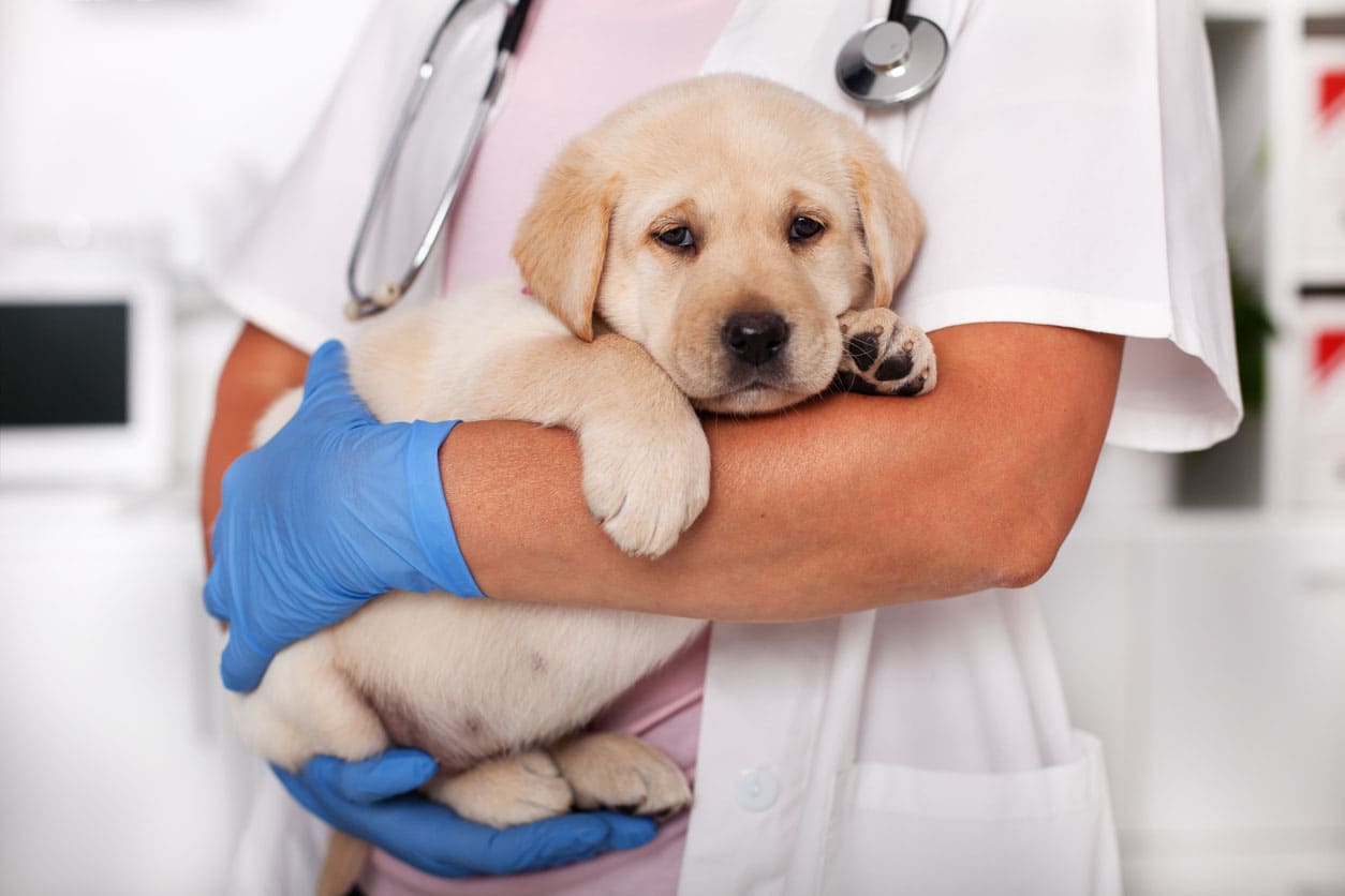 Can parvo sale affect vaccinated dogs